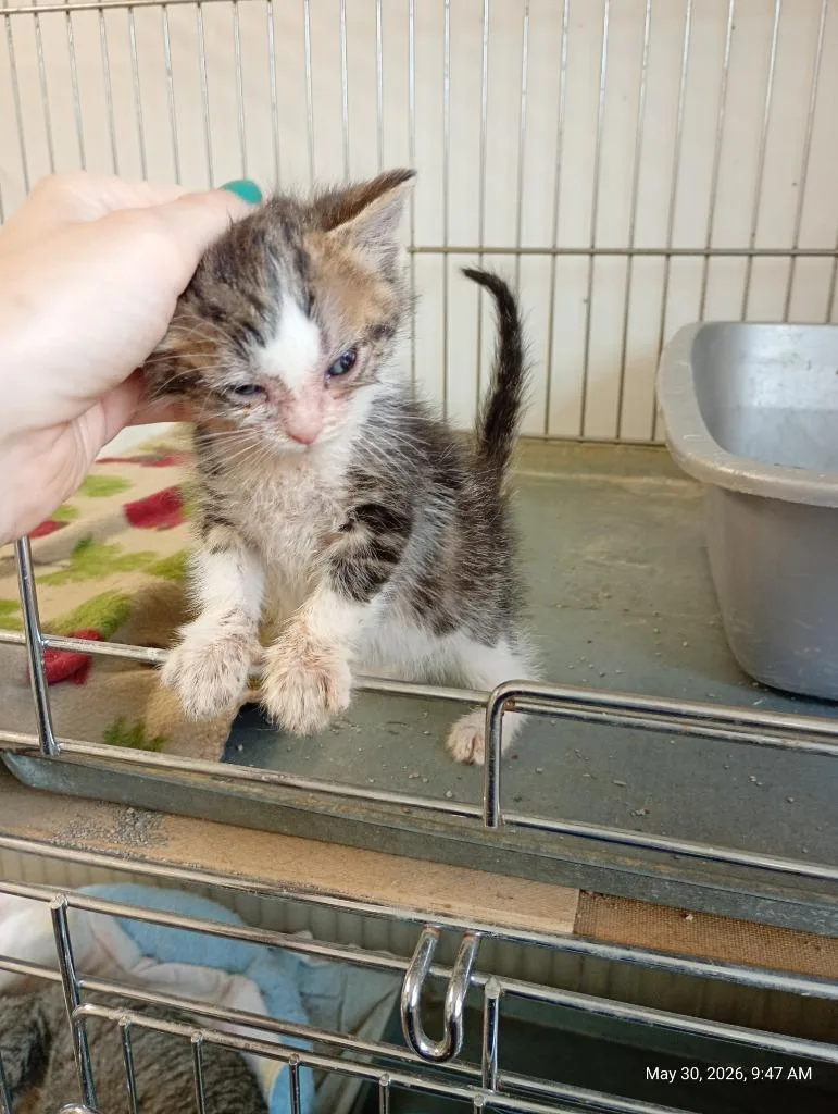 A baby small-sized male Domestic Short Hair cat named Darrel for adoption in Saint James, MN