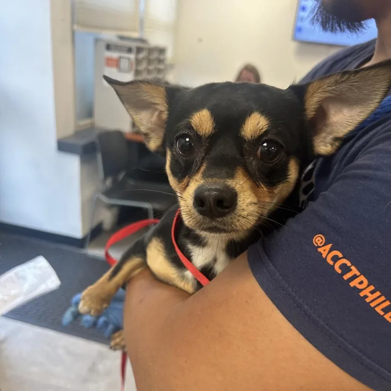 A young small-sized male Black Mixed Breed dog named Chapi for adoption in Philadelphia, PA
