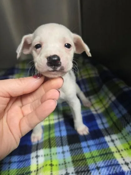 A young large-sized female Mixed Breed dog named Nymeria for adoption in Sullivan, IN