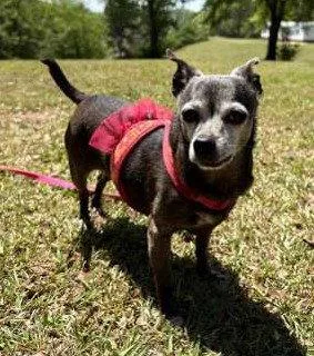 A senior small-sized female Chihuahua dog named Cupcake for adoption in Attalla, AL
