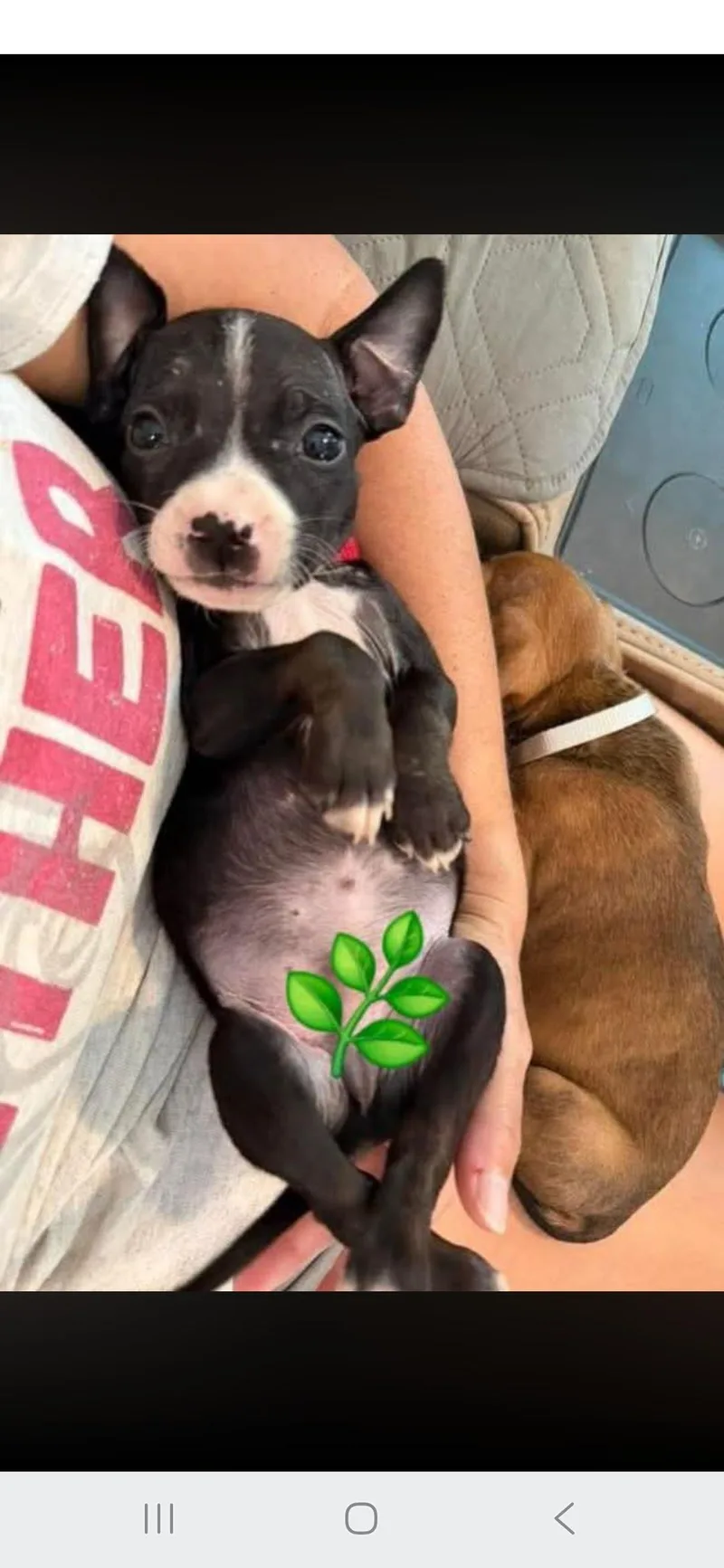 A baby medium-sized male Black Mixed Breed dog named Alexander Hamilton for adoption in Buford, GA