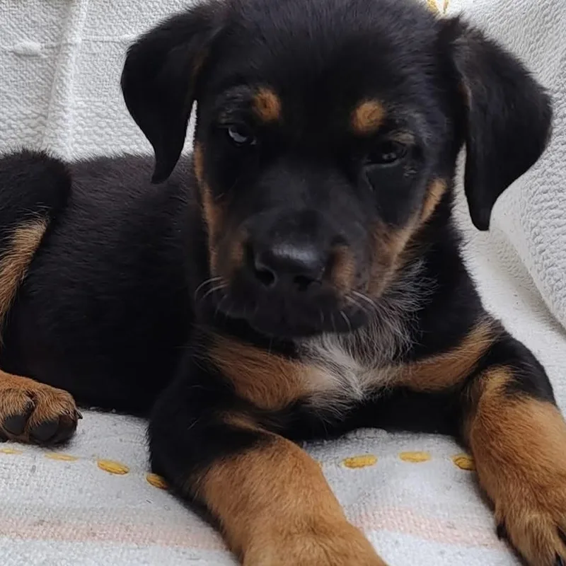 A baby large-sized male Tricolor (Brown, Black, & White) Rottweiler dog named Kindra for adoption in McHenry, IL
