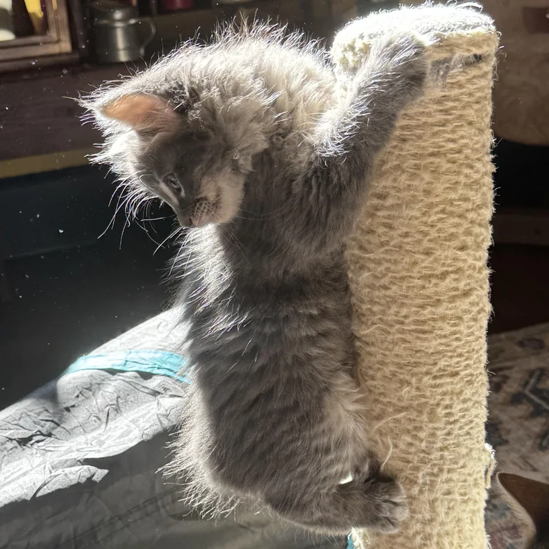 A baby medium-sized male Gray & White Domestic Long Hair cat named Molar for adoption in Pasco, WA