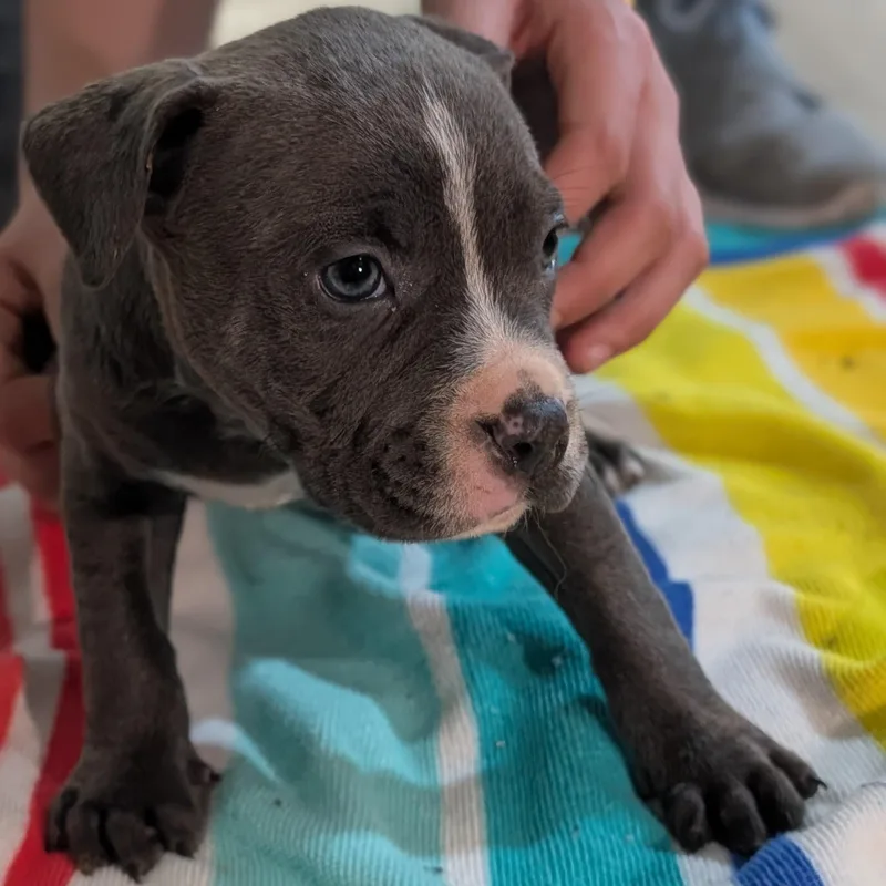 A baby medium-sized male Brown / Chocolate Mixed Breed dog named Phil for adoption in Alma, MI