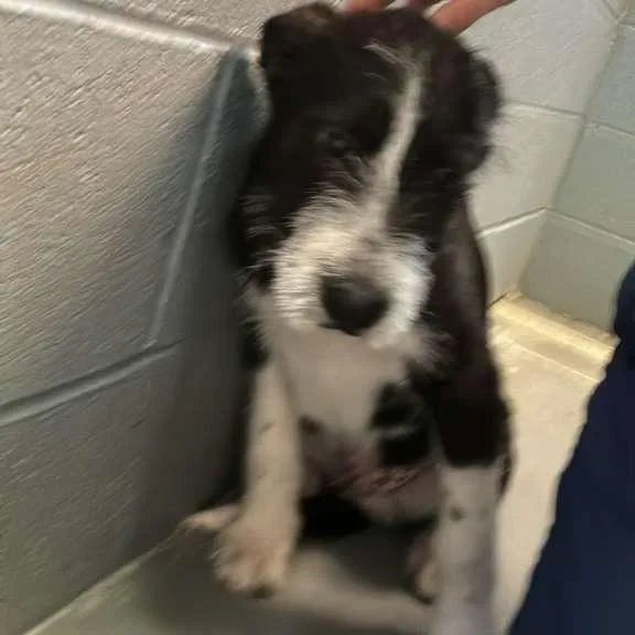 A baby medium-sized male Black Mixed Breed dog named Cubs for adoption in Gadsden, AL