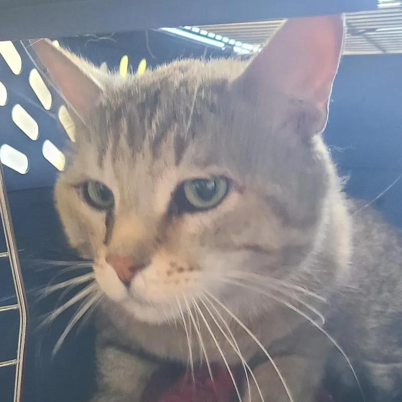 An adult small-sized male Brown / Chocolate Domestic Short Hair cat named Charlie for adoption in Hemet, CA