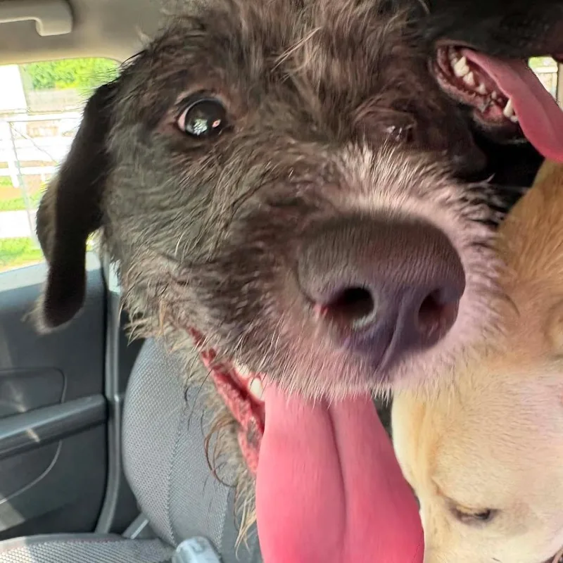A young small-sized female Black Mixed Breed dog named Lucille for adoption in Huntington, WV