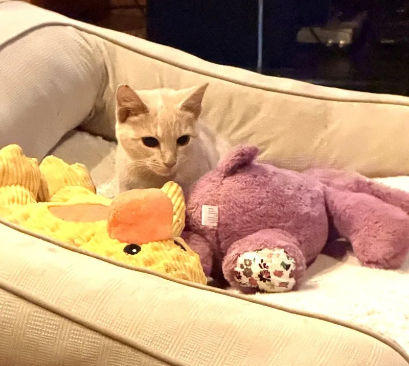 A young medium-sized female Domestic Short Hair cat named Spaghetti for adoption in Floyd, VA