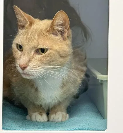 An adult medium-sized male Domestic Short Hair cat named Arken for adoption in Rapid City, SD