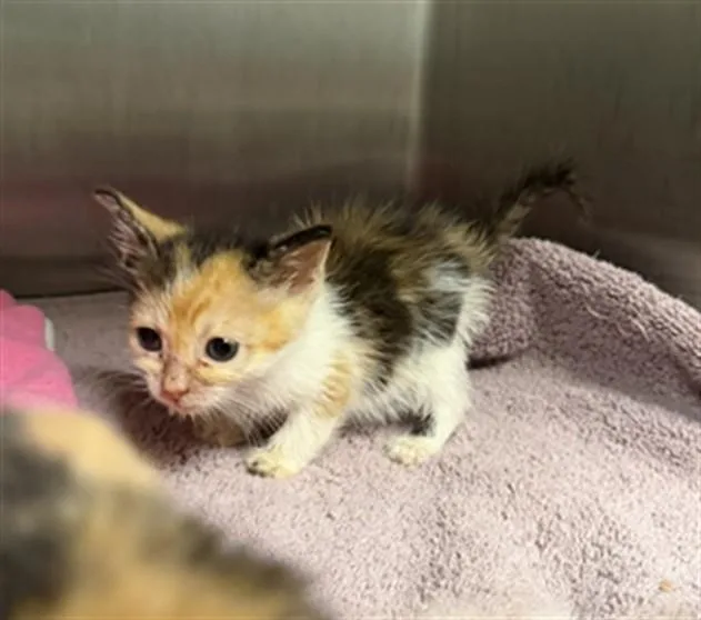 A baby small-sized female Domestic Short Hair cat named Avon for adoption in Ontario, CA