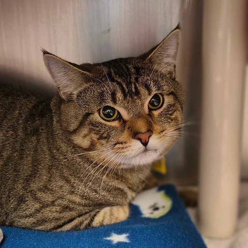 An adult large-sized male Brown / Chocolate Domestic Short Hair cat named Mylo for adoption in Springfield, MA