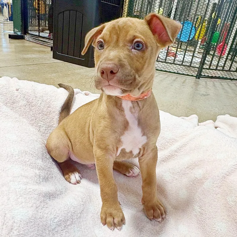 A baby medium-sized male Brown / Chocolate German Shepherd Dog dog named Ziggy for adoption in Flower Mound, TX