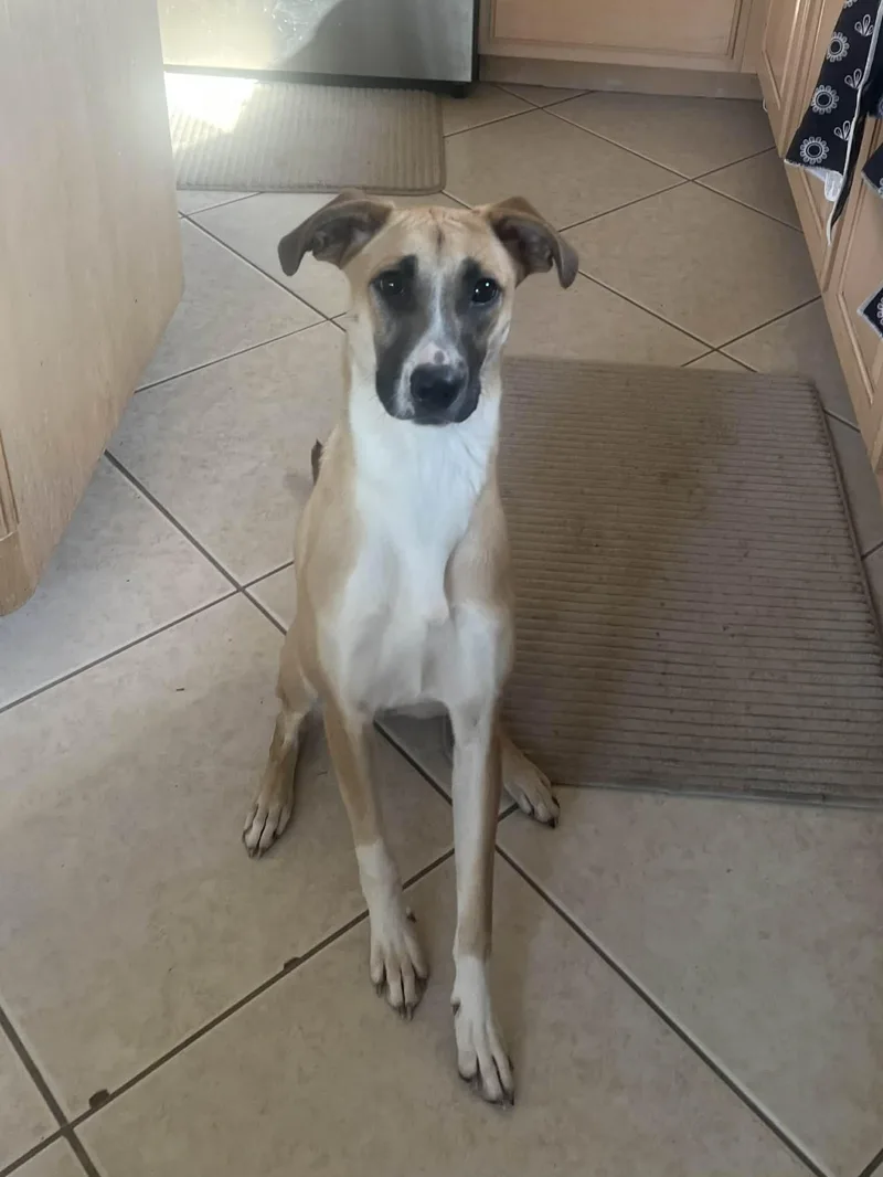 A baby medium-sized female Boxer dog named Dot for adoption in Conroe, TX