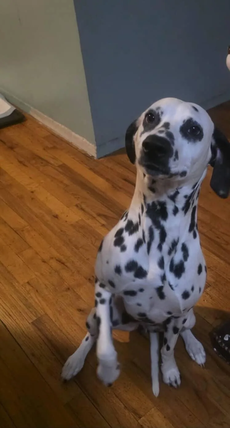 A young medium-sized female Dalmatian dog named Dasha for adoption in Caguas, PR