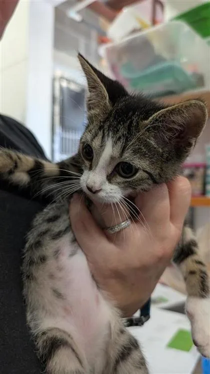 A baby small-sized male Domestic Short Hair cat named Finn for adoption in Largo, FL