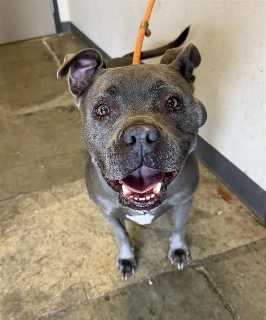 An adult large-sized female Pit Bull Terrier dog named Darling for adoption in Ontario, CA