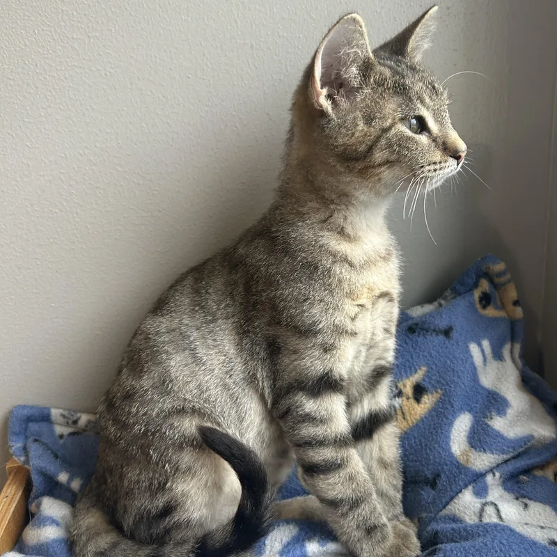 A baby small-sized male Domestic Short Hair cat named Ford for adoption in Seward, NE