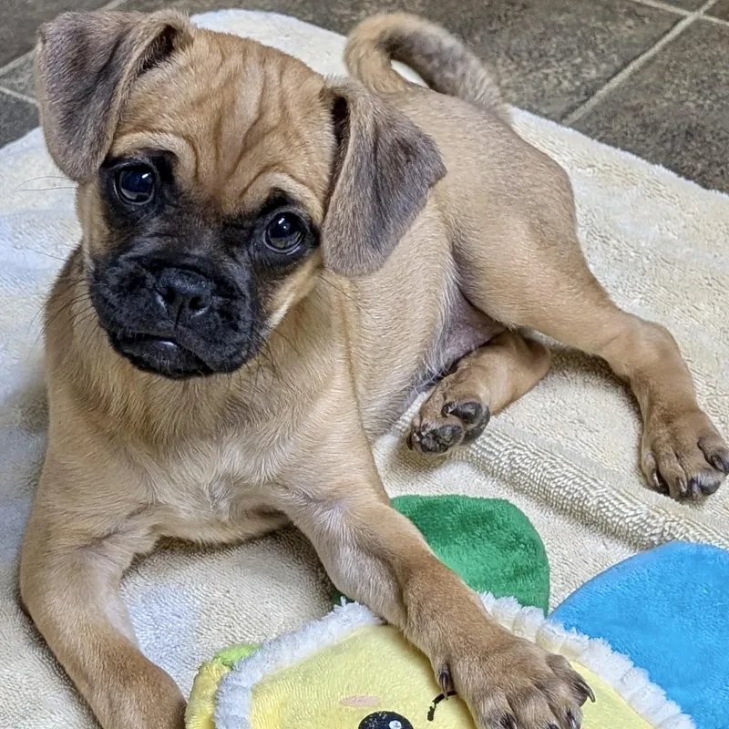 Miss Pickles thumbnail 3