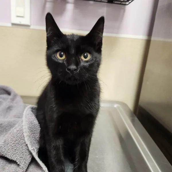 A baby medium-sized female Domestic Short Hair cat named Wallie for adoption in Vancouver, WA