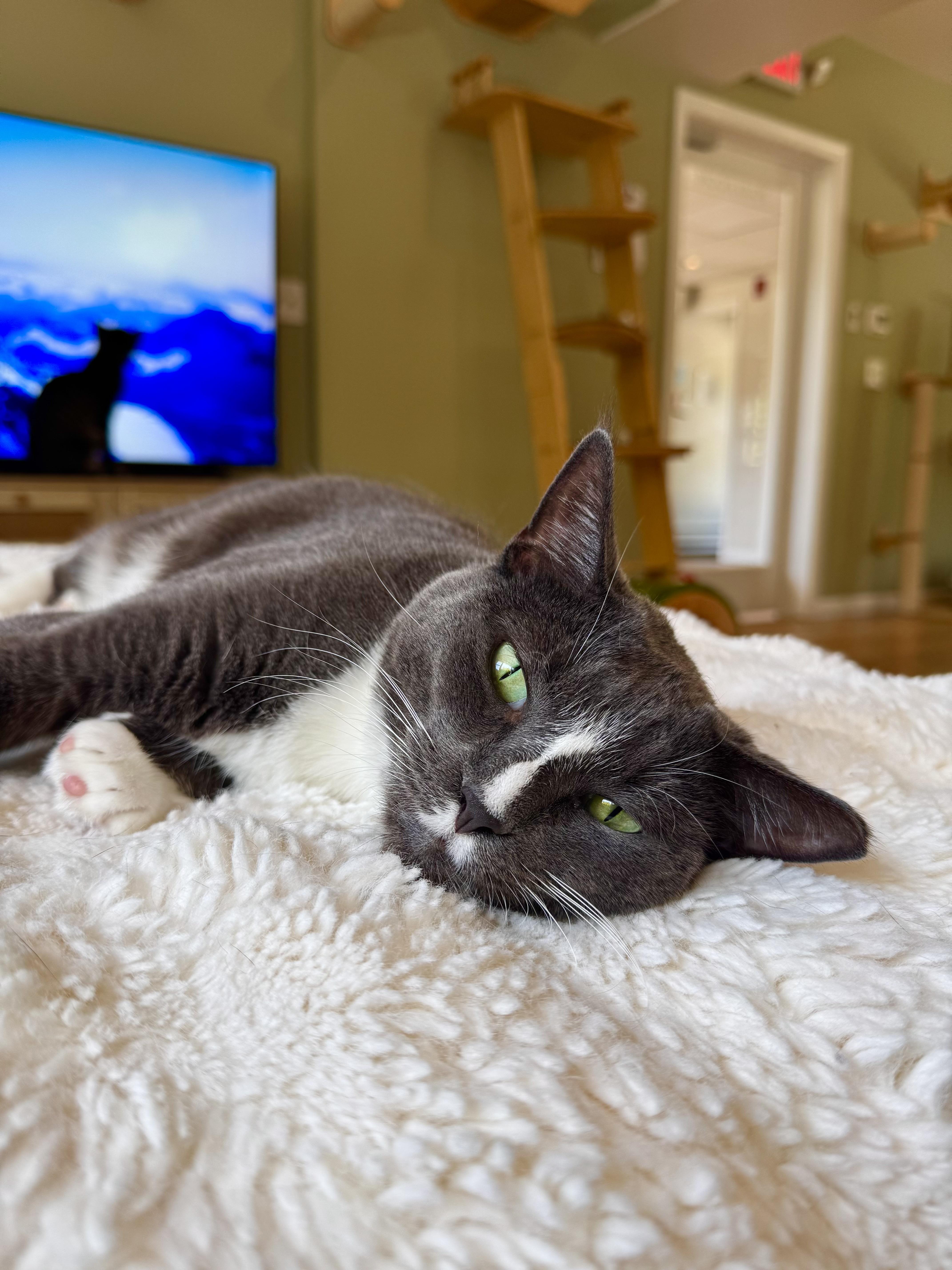 An adult medium-sized male Gray & White Domestic Short Hair cat named Chip for adoption in Ramsey, NJ