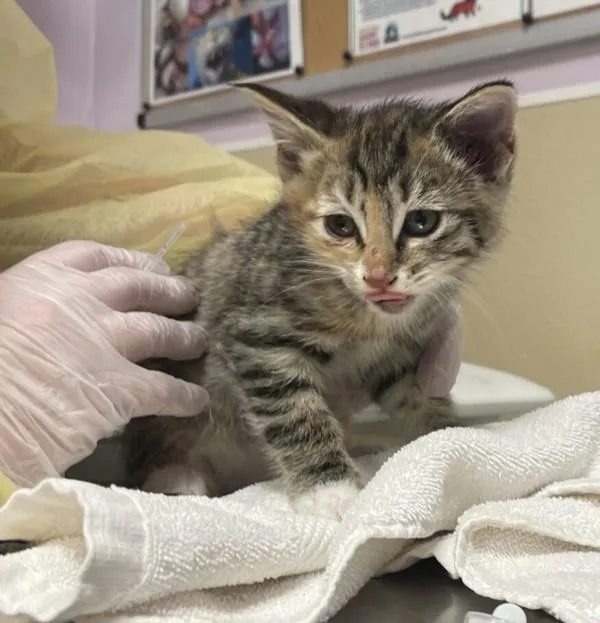 A baby small-sized female Domestic Short Hair cat named Lavinia for adoption in Vancouver, WA