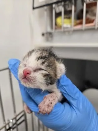 A baby small-sized female Domestic Short Hair cat named Turtle for adoption in Cumming, GA