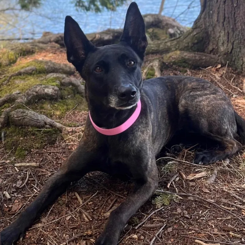 An adult large-sized female Dutch Shepherd dog named Ginger for adoption in Duxbury, MA