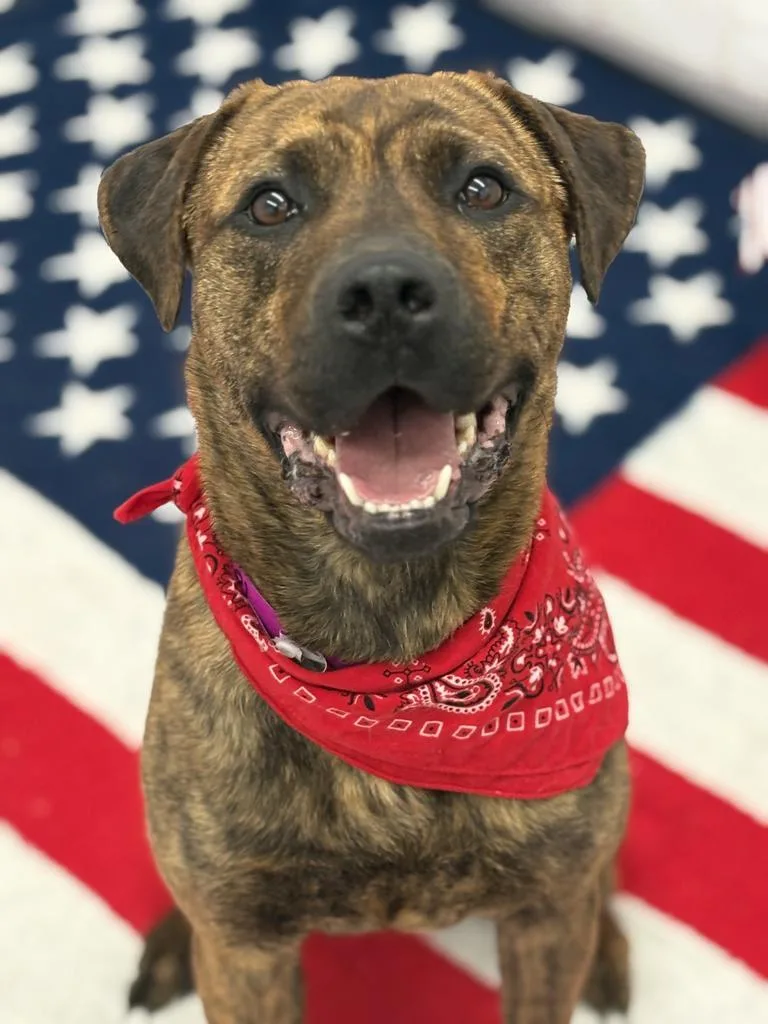 An adult large-sized female Mixed Breed dog named Chara for adoption in Detroit, MI