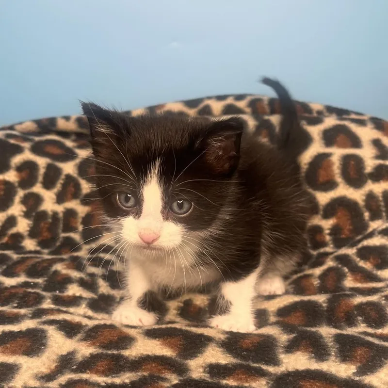A baby small-sized male Black Domestic Short Hair cat named Blackberry for adoption in San Antonio, TX