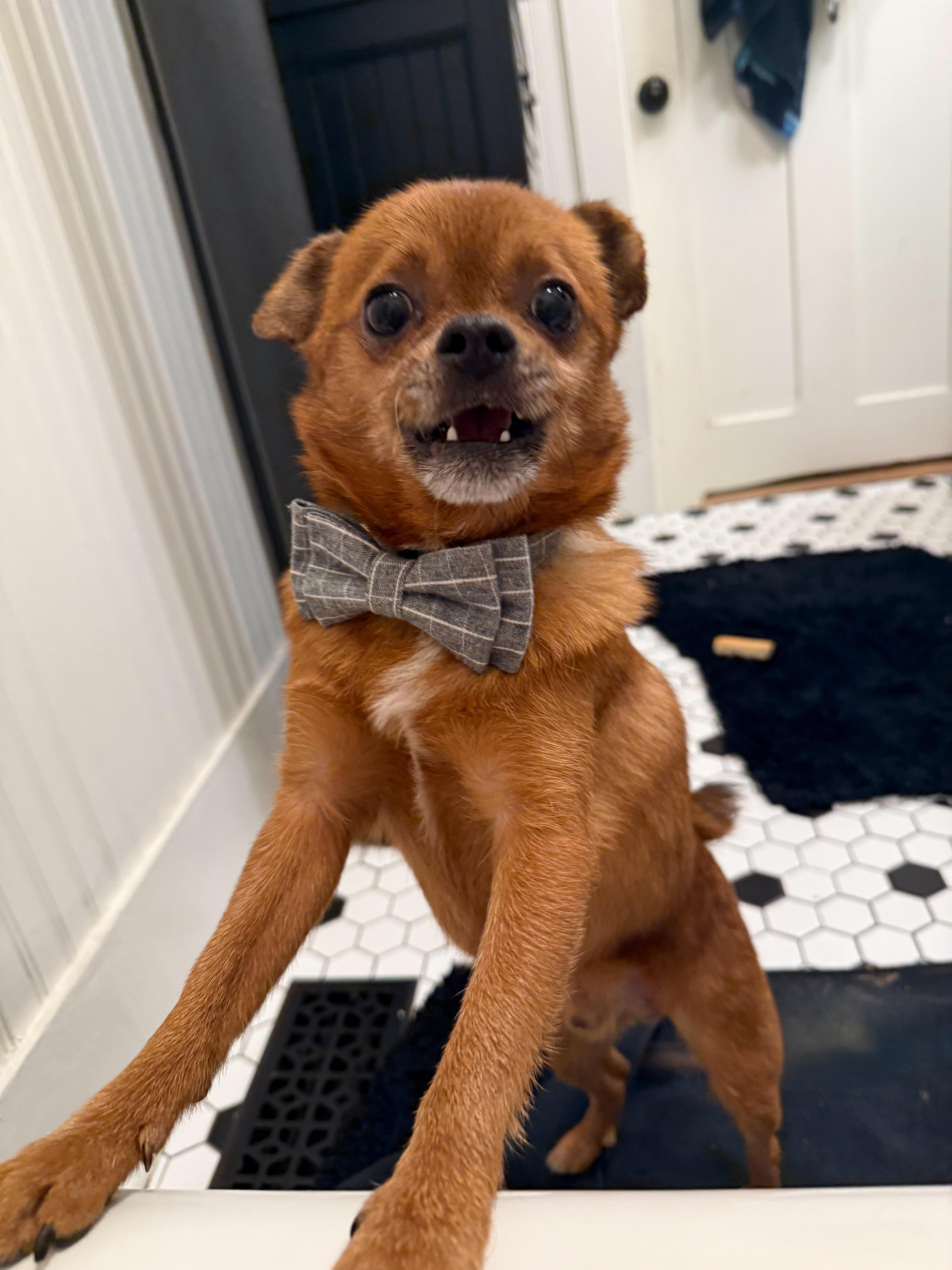 An adult small-sized male Chihuahua dog named Sid Vicious for adoption in Troy, MI