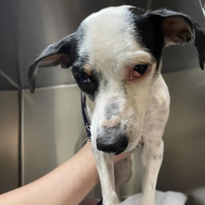 An adult small-sized female White / Cream Terrier dog named Dottie for adoption in Pasadena, CA