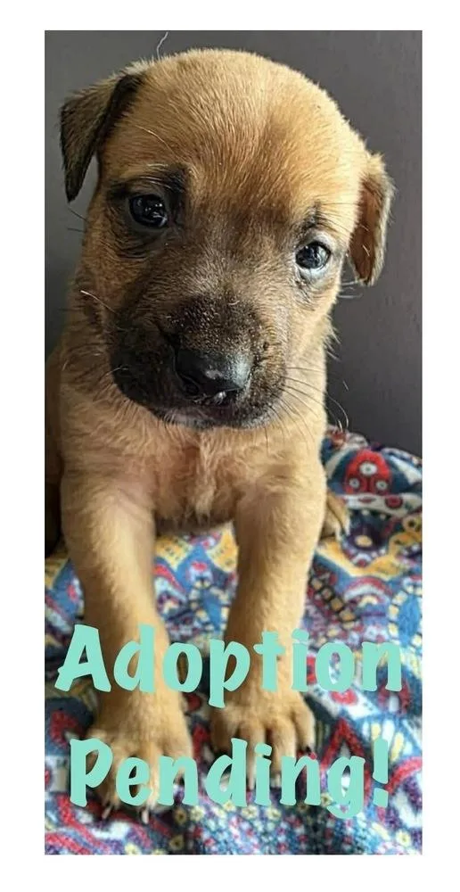 A baby large-sized female Brown / Chocolate Labrador Retriever dog named Birthday for adoption in Poplar Grove, IL