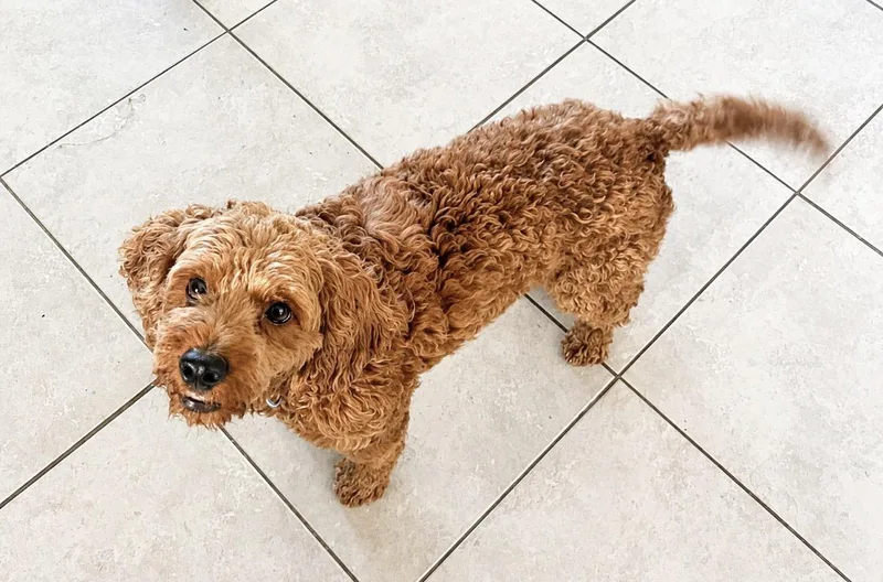 A young small-sized male Golden Cockapoo dog named Alfred for adoption in Covington, LA