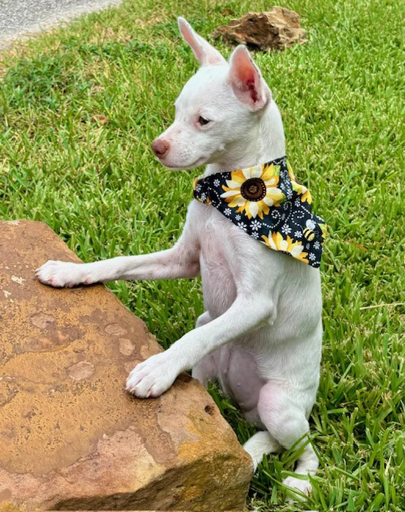 A baby small-sized female White / Cream Chihuahua dog named Incredible ITSY  Little for adoption in Cypress, TX