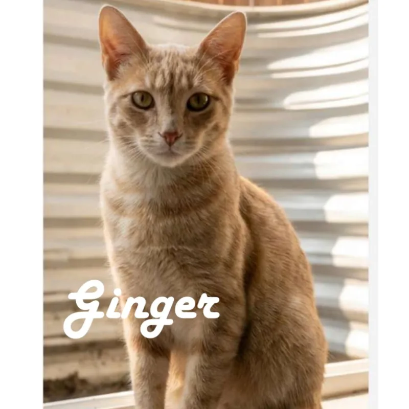 Ginger
