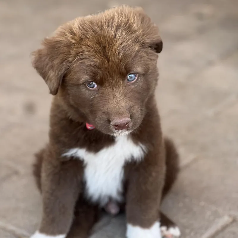 A baby medium-sized male Brown / Chocolate Australian Shepherd dog named Koda Bear for adoption in Phoenix, AZ