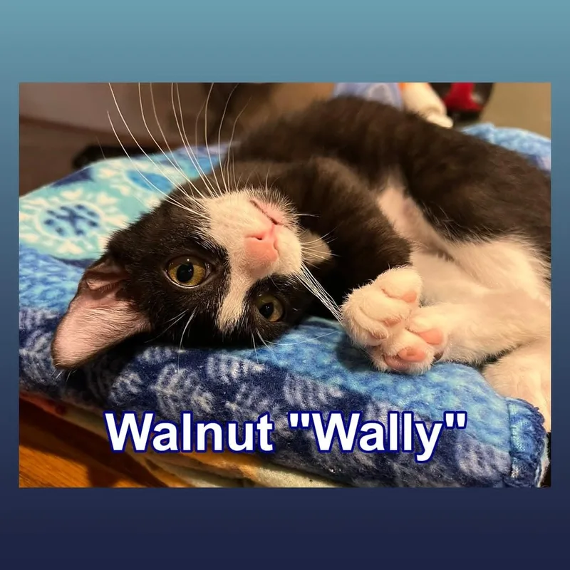 Walnut "Wally"