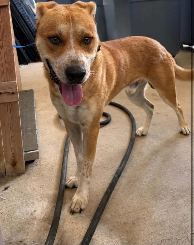 An adult large-sized male Mixed Breed dog named Boss for adoption in Missouri City, TX