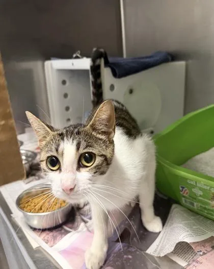 An adult medium-sized female Domestic Short Hair cat named Mila for adoption in Daytona Beach, FL