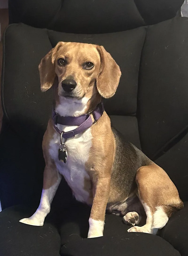 An adult small-sized female Beagle dog named Dolly for adoption in Tomball, TX