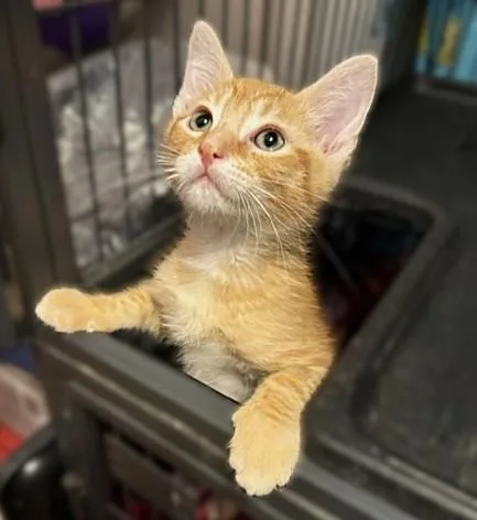 A baby small-sized male Domestic Short Hair cat named Mango for adoption in Sacramento, CA