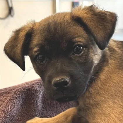 A young small-sized male Chihuahua dog named Chip for adoption in Phoenix, AZ