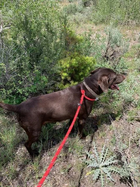 Copper