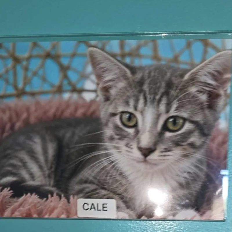 A baby medium-sized male Gray / Blue / Silver Domestic Short Hair cat named Cale for adoption in Petersburg, IN