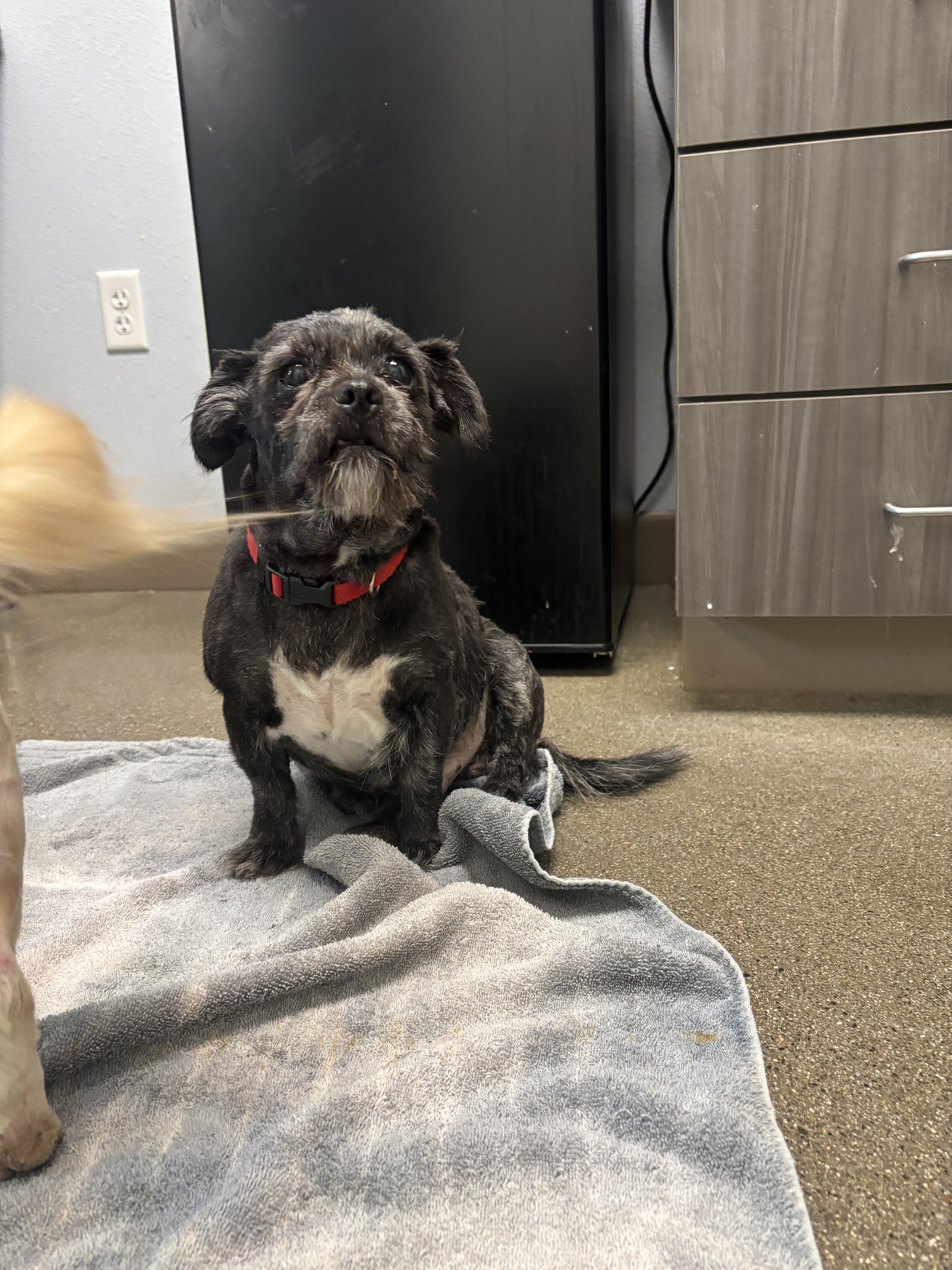A senior small-sized male Shih Tzu dog named Warren for adoption in Chico, CA