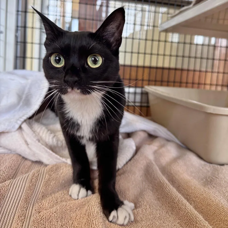 An adult small-sized female Black & White / Tuxedo Domestic Short Hair cat named Pao Fu for adoption in Burlingame, CA