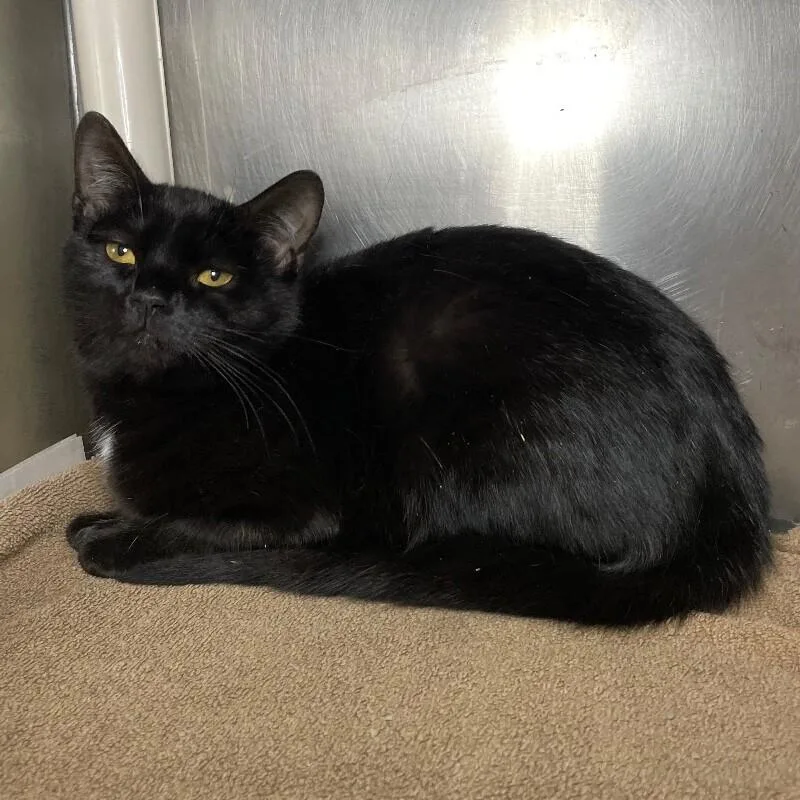 An adult medium-sized female Domestic Short Hair cat named Nyan for adoption in Roanoke, VA