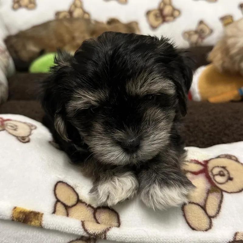 A baby small-sized male Maltese dog named Roland for adoption in Hinsdale, IL