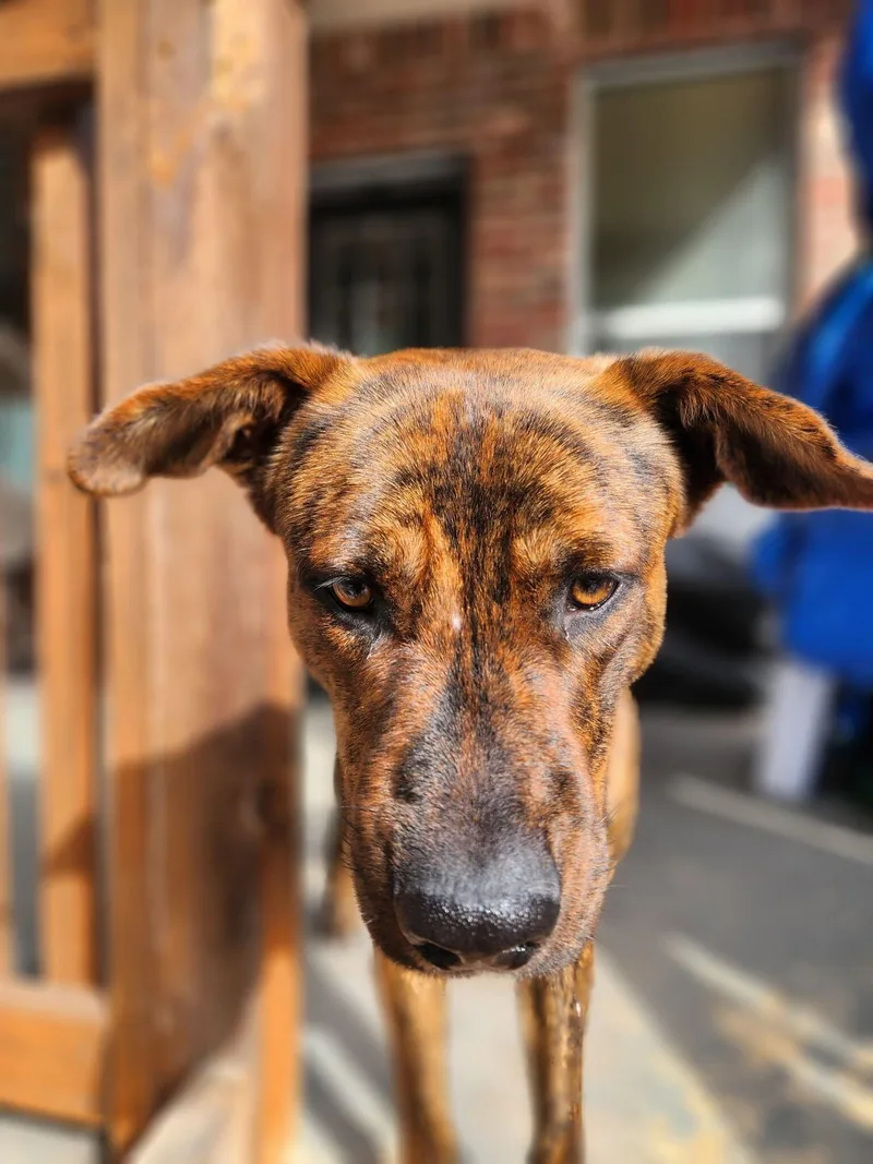A young large-sized male Brindle Plott Hound dog named Biscuit for adoption in Pflugerville, TX