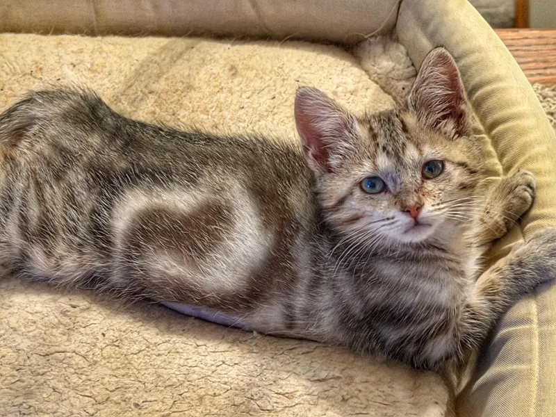 A baby small-sized female Domestic Short Hair cat named Freya for adoption in Toledo, OH